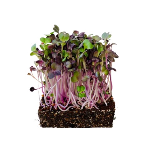 Ραπάνι Radish Sango Microgreens 0,05gr