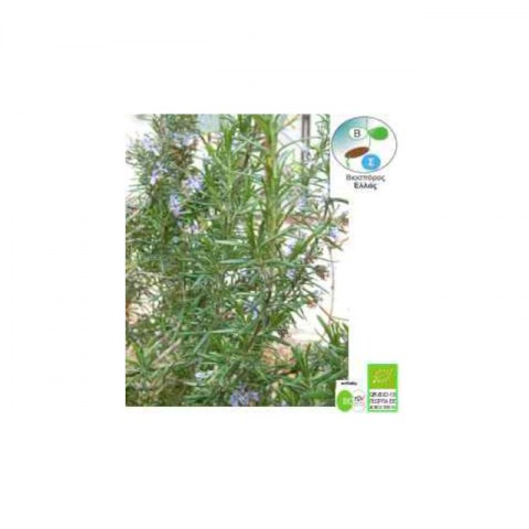 BIO Δενδρολίβανο Rosmarinus Officinalis