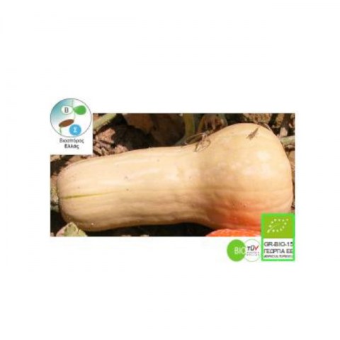 BIO Κολοκύθα Cucurbita moschata Butternut (σπόροι) 5gr