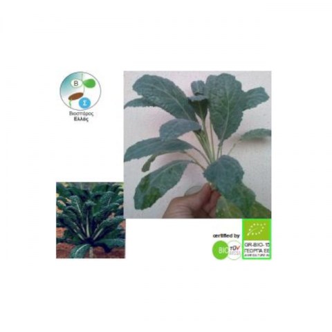 BIO Λάχανο Kale Nero di Toscana