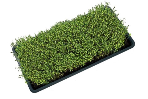G213B Micro Greens Growing Tray With Holes