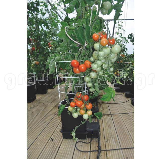 Tomato Barell