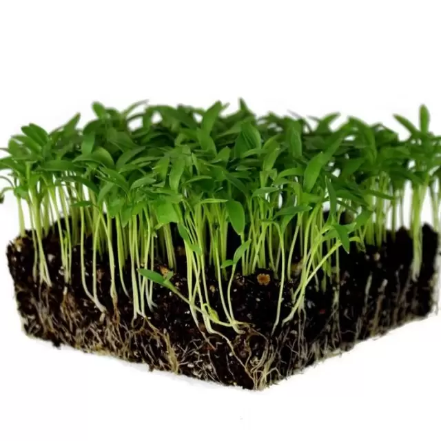 Κόλιανδρος-Coriander 10gr