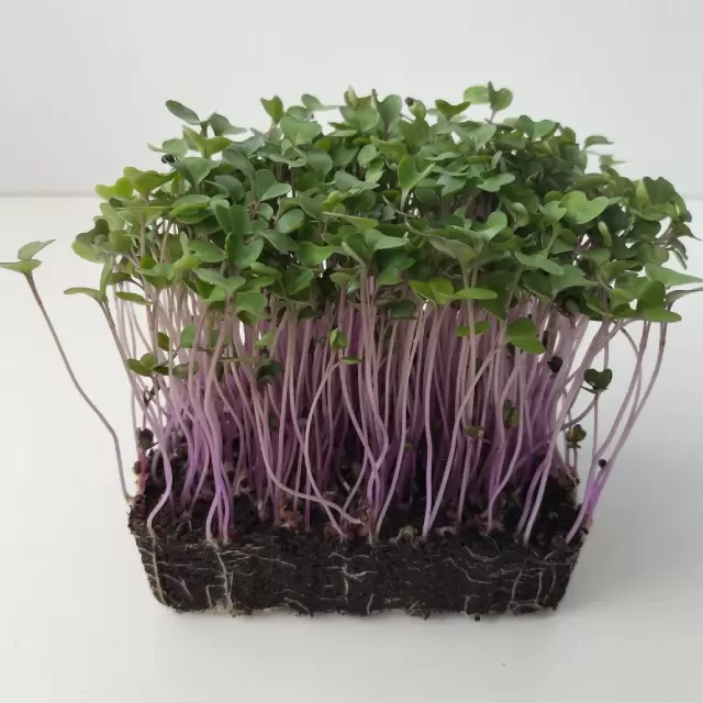 Λάχανο Red Cabbage Microgreens 0,05gr