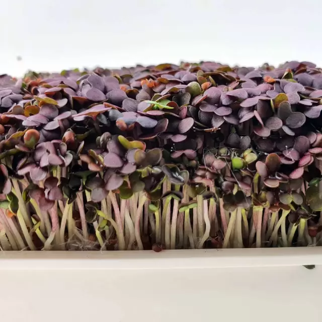 Red Mustard Microgreens 0,05gr