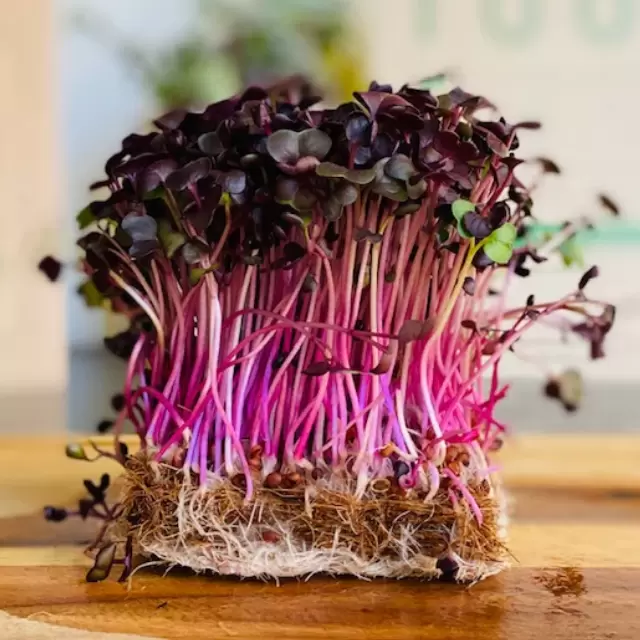 Radish Rambo Mg 0,05gr