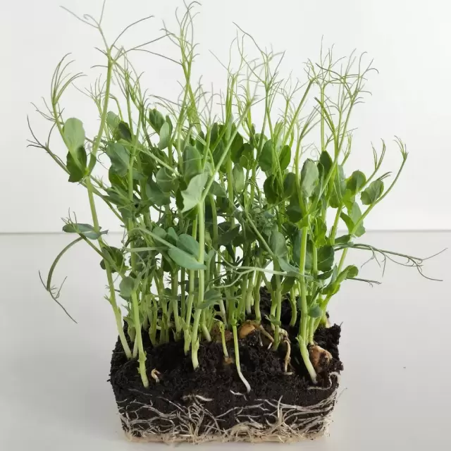 Tendril Pea Shoot Mg 10gr