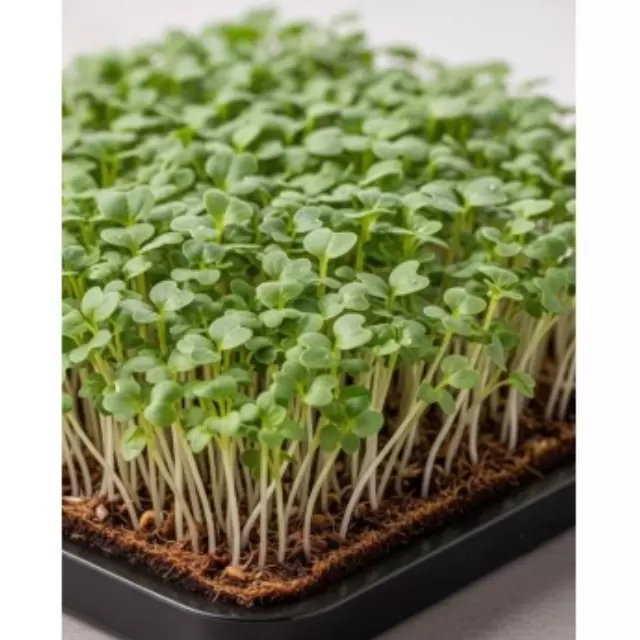 Broccoli Calabrese Microgreens 0,05gr