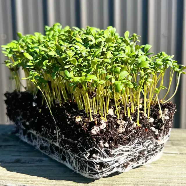 Κάρδαμο-Cress 10gr