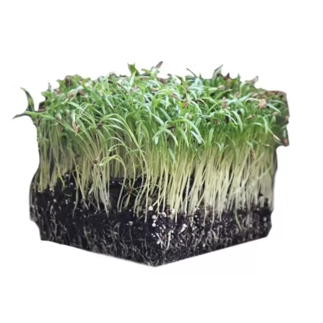 Άνηθος- Dill Microgreens 10gr