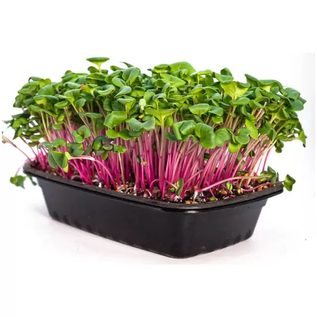 Garden Nastrurtium Mg 0,05gr