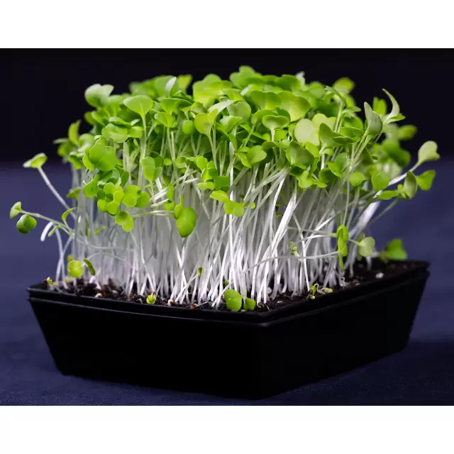 Green Misuna Microgreens 0,05gr