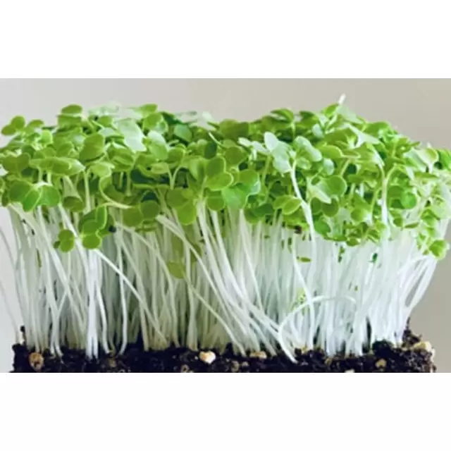 Pak Choi White Mg 0,05gr