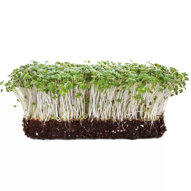 Baby Leaf Tatsoi Green Euro 0,05gr